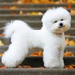 Advantages and disadvantages of the Bichon Frize