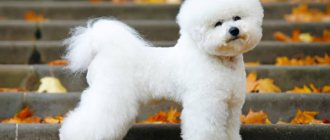 Advantages and disadvantages of the Bichon Frize