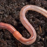 Earthworm photo