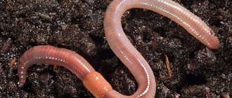 Earthworm photo