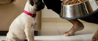 Training a pug at home Photo