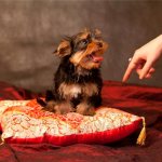 Training a Yorkshire Terrier puppy Photo