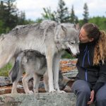 Training of wolf dogs should be carried out by persons with special education