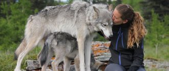 Training of wolf dogs should be carried out by persons with special education