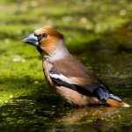 Grosbeak drinks water