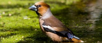 Grosbeak drinks water