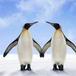 Two king penguins stand side by side, wings touching