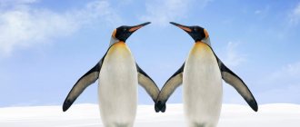 Two king penguins stand side by side, wings touching