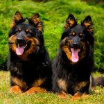 two Czech Shepherds