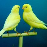 Two canaries