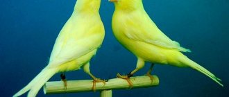 Two canaries