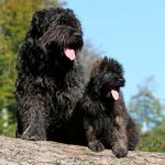 two dogs of the Bouvier des Flandres breed