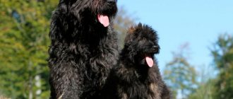 two dogs of the Bouvier des Flandres breed