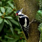 Woodpecker on a tree