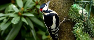 Woodpecker on a tree