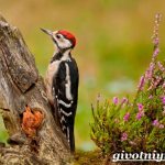 Woodpecker-Features-and-habitat-of-a-woodpecker-1