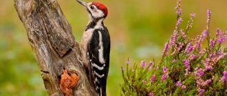 Woodpecker-Features-and-habitat-of-a-woodpecker-1