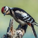 Woodpecker looking at the camera