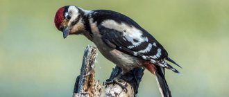 Woodpecker looking at the camera