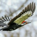 Woodpecker in flight