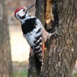 woodpecker