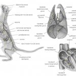 Respiratory system of a cat