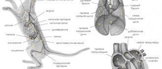 Respiratory system of a cat