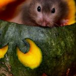 Melon, pumpkin and zucchini for your hamster