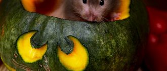 Melon, pumpkin and zucchini for your hamster