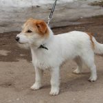 Jack Russell Terrier - description of the dog breed