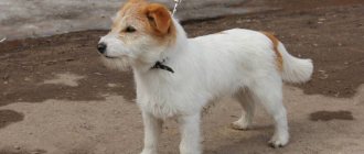 Jack Russell Terrier - description of the dog breed