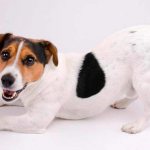 Jack Russell Terrier