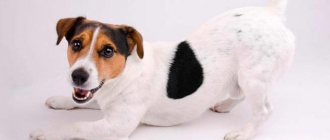 Jack Russell Terrier