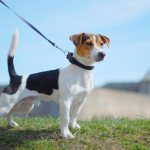 Jack Russell Terrier