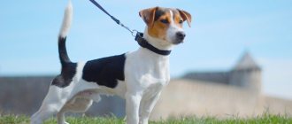 Jack Russell Terrier