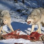 Wolves food