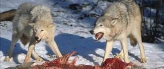 Wolves food