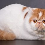 Exotic Shorthair