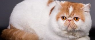 Exotic Shorthair