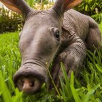 Exotic animal - aardvark