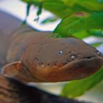 Electric eel read article