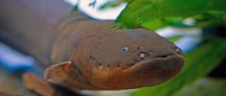 Electric eel read article