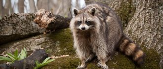 Raccoon in the forest