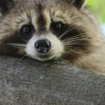 raccoon