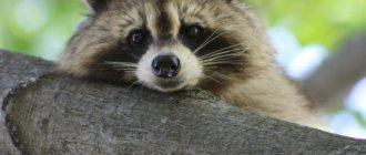 raccoon