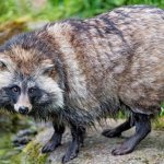 Raccoon-dog-Description-features-types-lifestyle-and-habitat-of-raccoon-dog-4