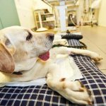 epilepsy in dogs