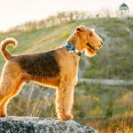 The Airedale Terrier is the largest terrier