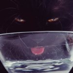 Если рацион котика состоит из сухих кормов, количество выпитой воды должно втрое превышать его объём
