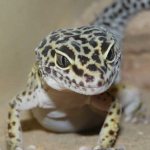 Spotted leopard gecko